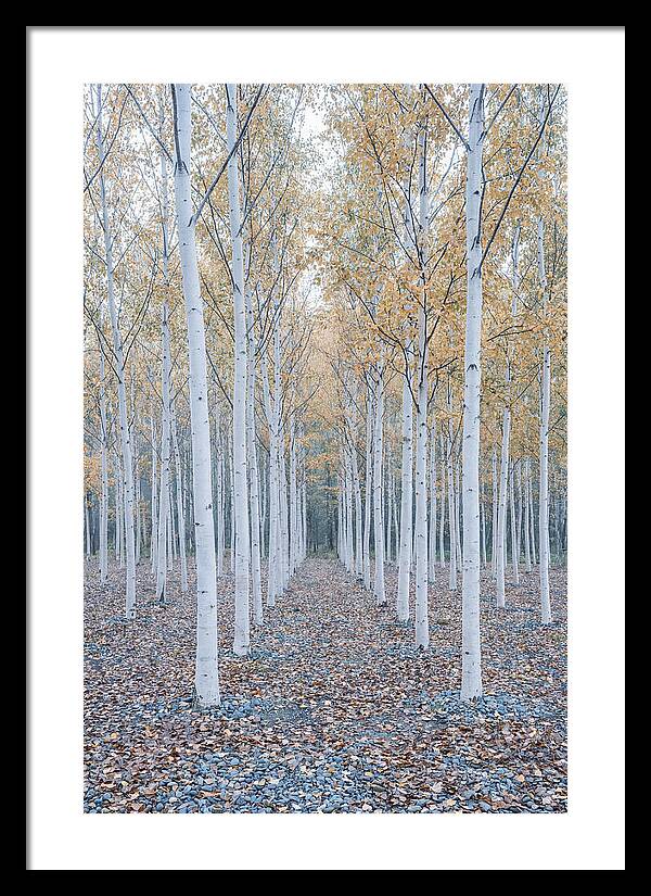 Silver Birch Grove Serenity