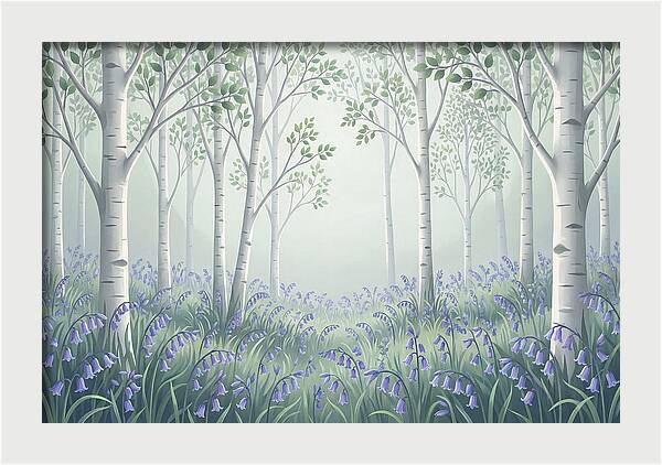 Silver Birch Woodland With Bluebells