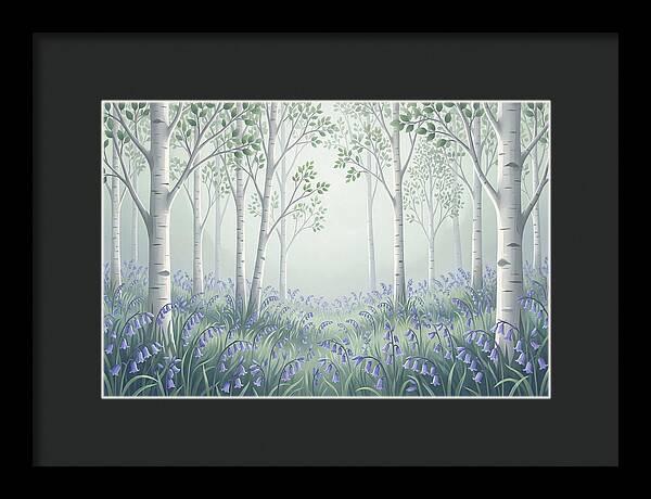 Silver Birch Woodland With Bluebells