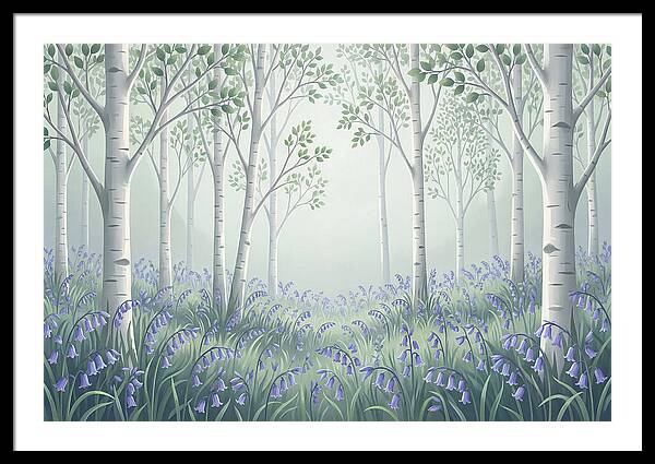 Silver Birch Woodland With Bluebells