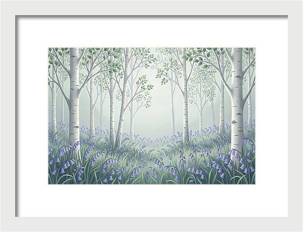 Silver Birch Woodland With Bluebells