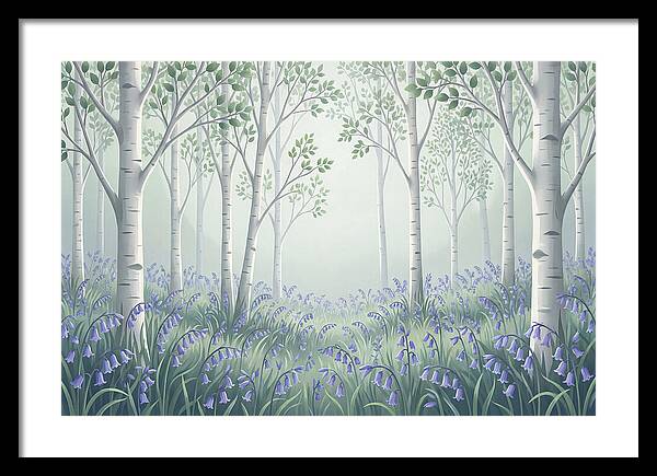 Silver Birch Woodland With Bluebells