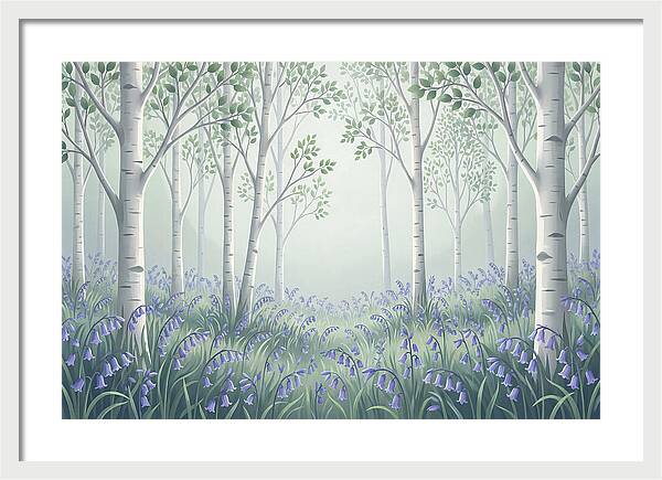 Silver Birch Woodland With Bluebells