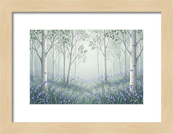 Silver Birch Woodland With Bluebells