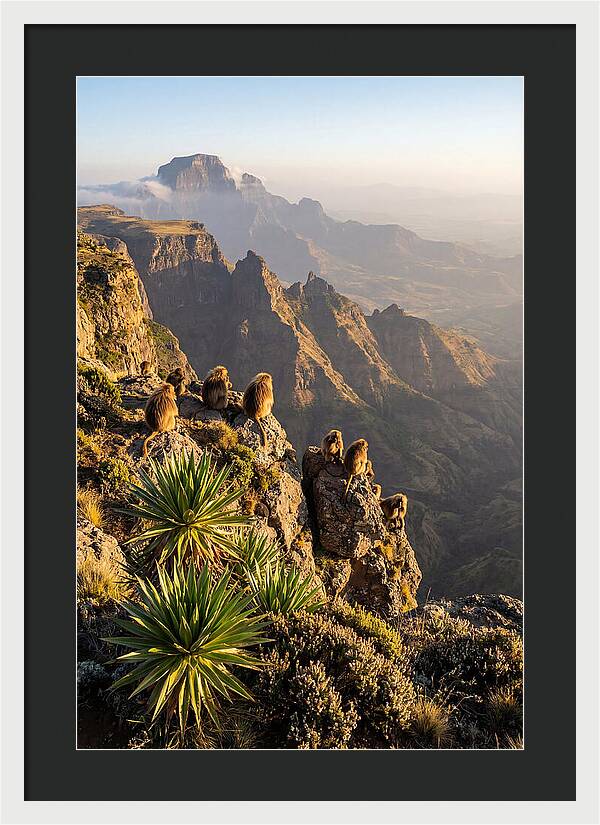 Simien Mountains At Sunrise