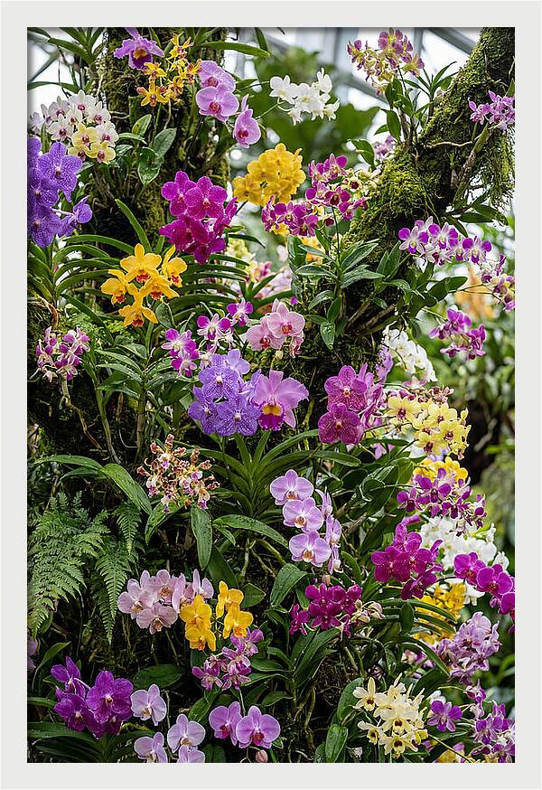 Singapore Botanic Orchids