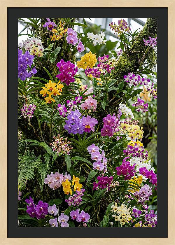 Singapore Botanic Orchids