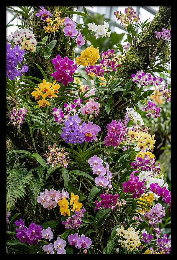 Singapore Botanic Orchids