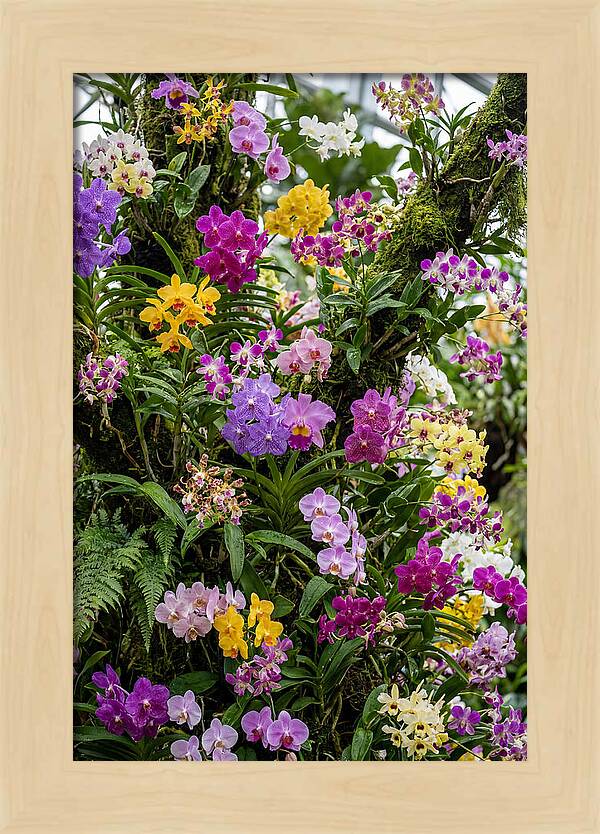 Singapore Botanic Orchids