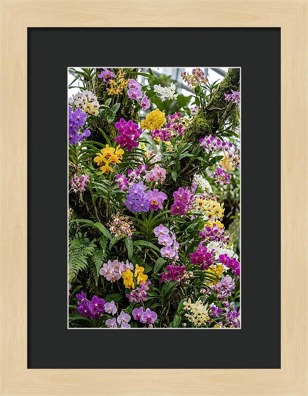 Singapore Botanic Orchids