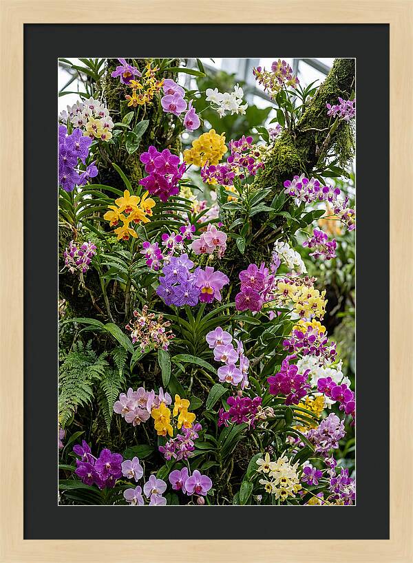 Singapore Botanic Orchids