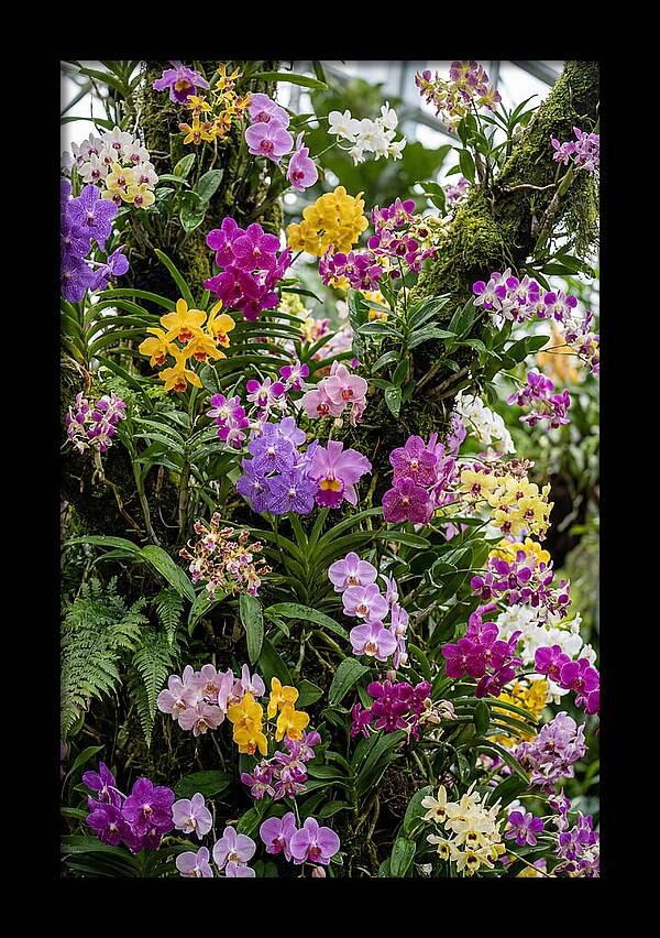 Singapore Botanic Orchids