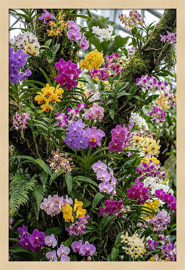 Singapore Botanic Orchids