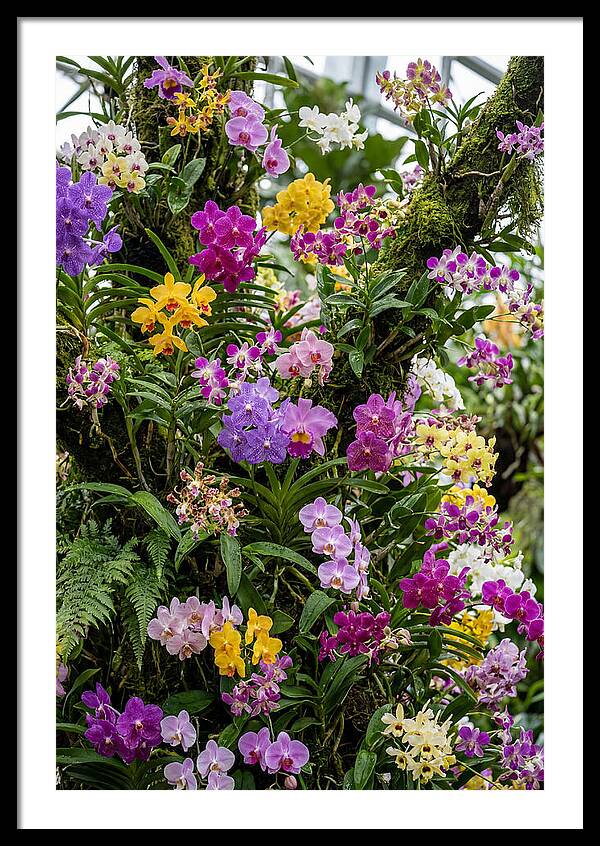 Singapore Botanic Orchids