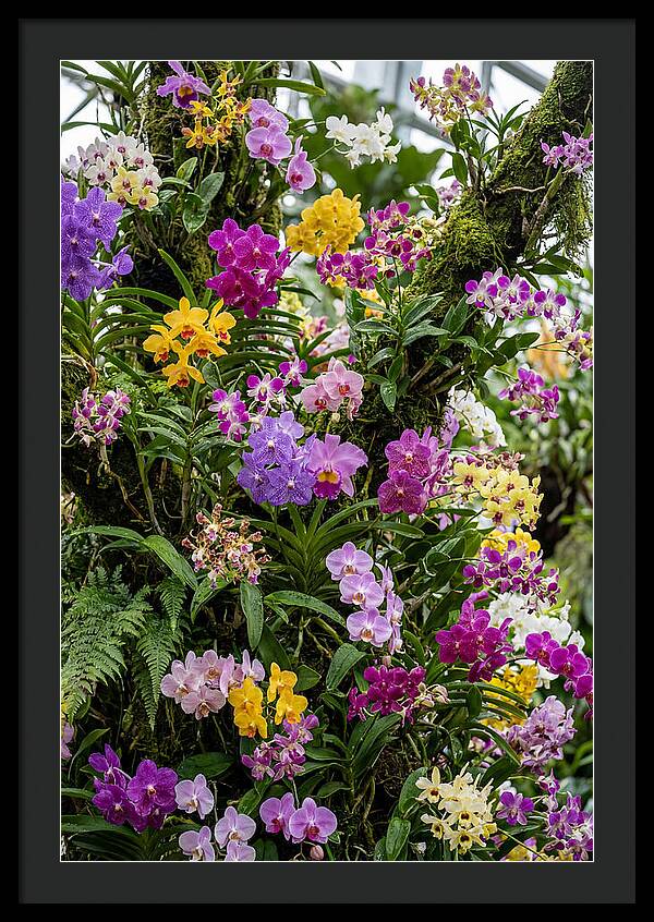 Singapore Botanic Orchids