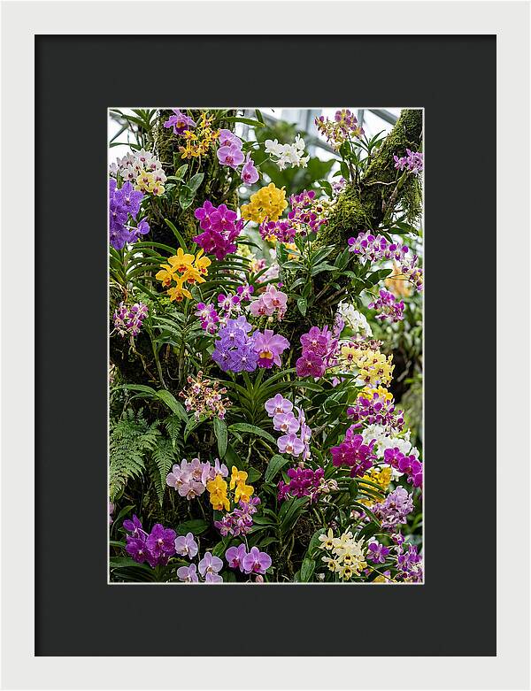 Singapore Botanic Orchids