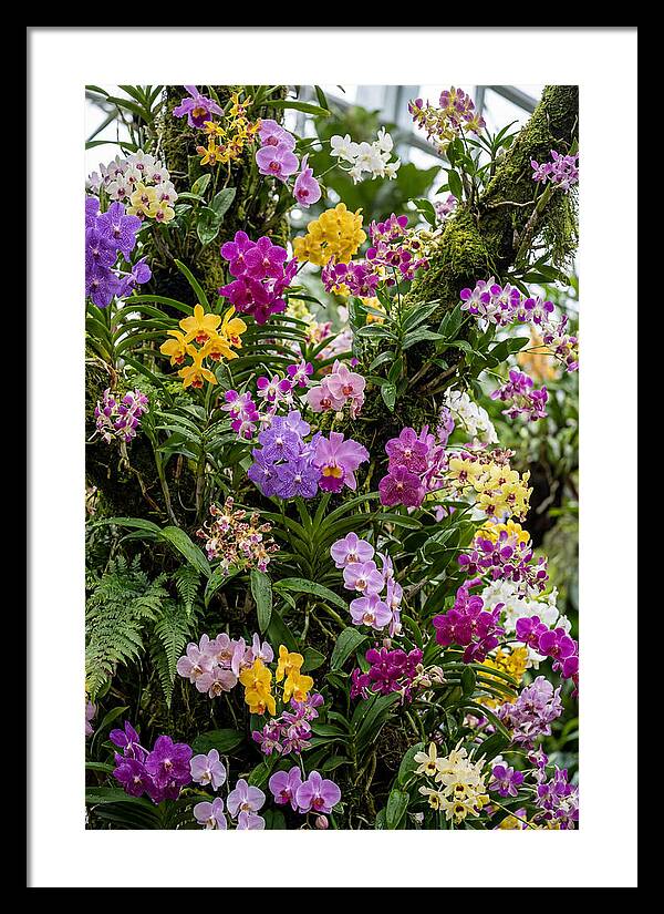 Singapore Botanic Orchids