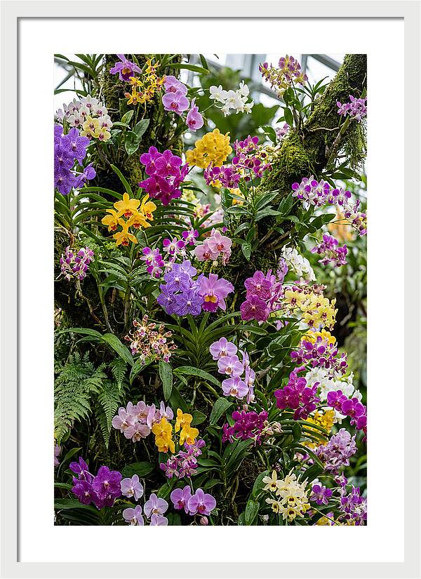 Singapore Botanic Orchids