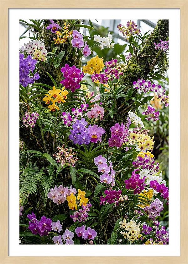 Singapore Botanic Orchids