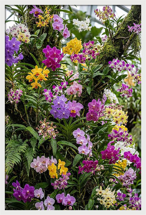 Singapore Botanic Orchids