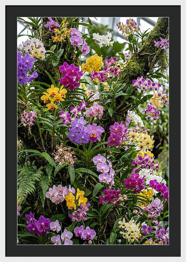 Singapore Botanic Orchids
