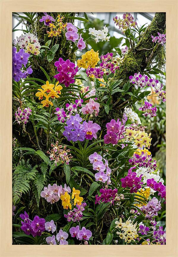 Singapore Botanic Orchids