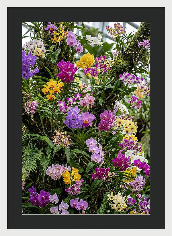 Singapore Botanic Orchids