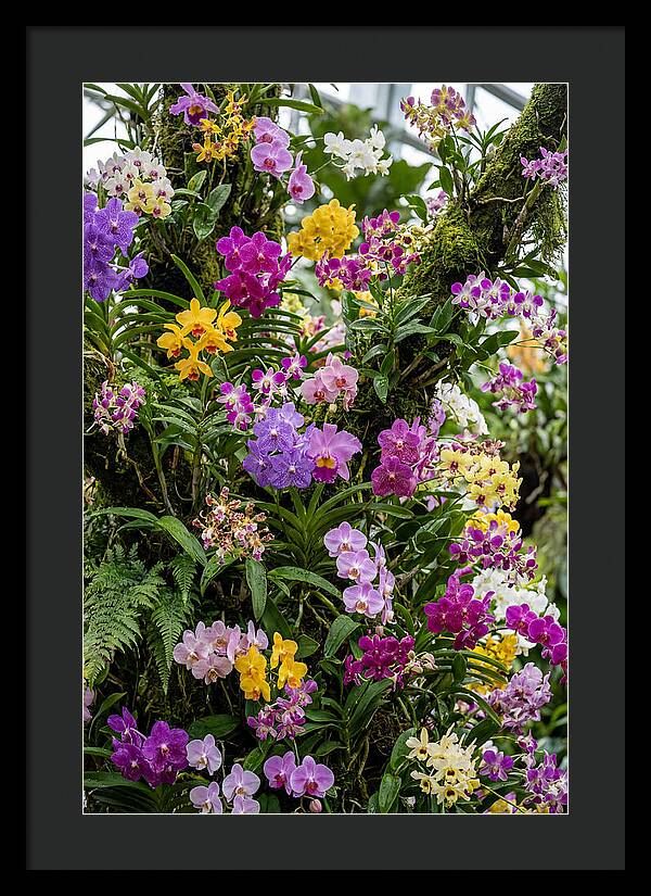 Singapore Botanic Orchids