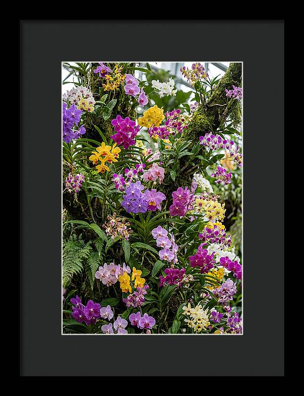 Singapore Botanic Orchids