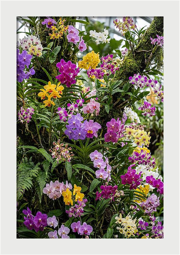 Singapore Botanic Orchids