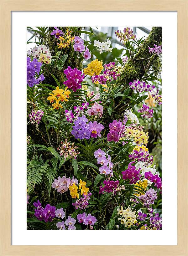 Singapore Botanic Orchids