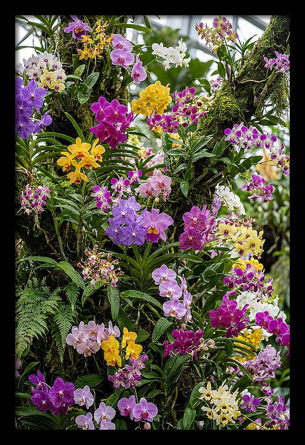 Singapore Botanic Orchids