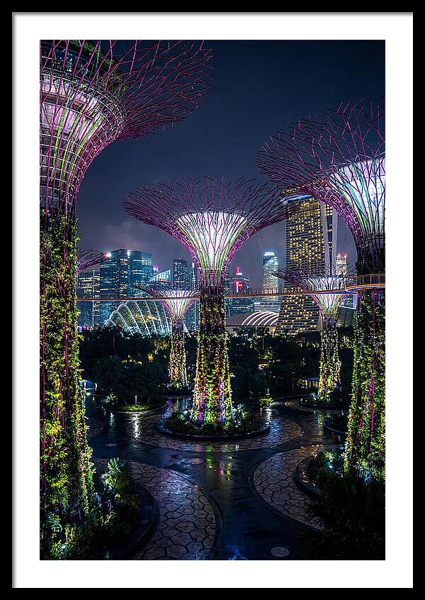 Singapore Gardens Supertrees At Night