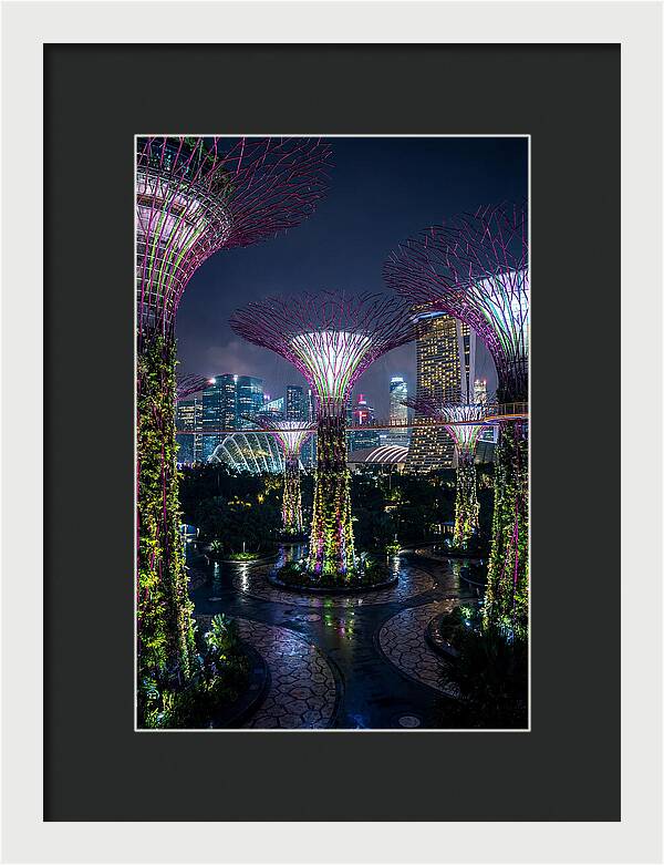 Singapore Gardens Supertrees At Night