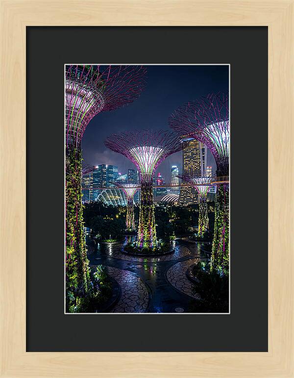 Singapore Gardens Supertrees At Night