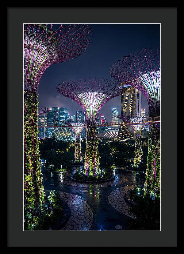Singapore Gardens Supertrees At Night