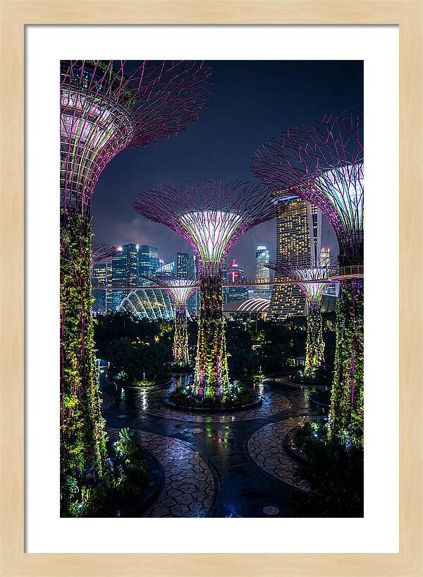 Singapore Gardens Supertrees At Night