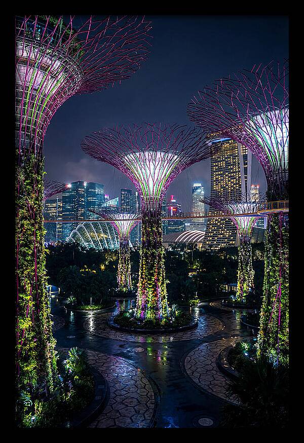 Singapore Gardens Supertrees At Night