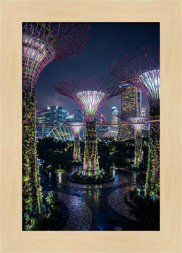 Singapore Gardens Supertrees At Night