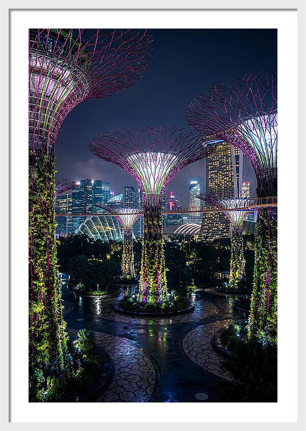 Singapore Gardens Supertrees At Night