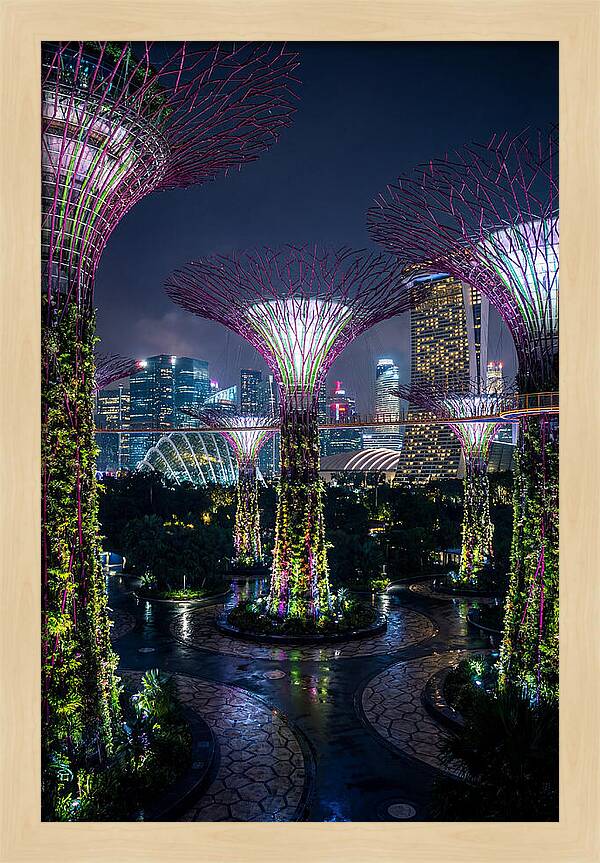 Singapore Gardens Supertrees At Night