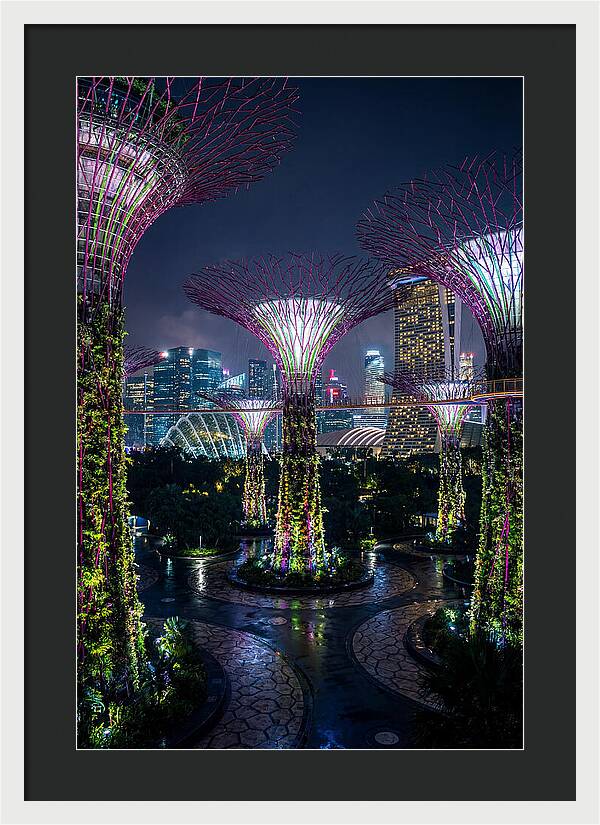 Singapore Gardens Supertrees At Night