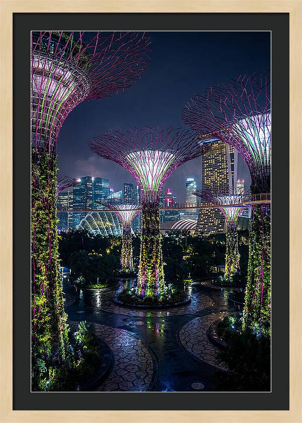 Singapore Gardens Supertrees At Night