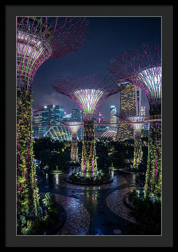 Singapore Gardens Supertrees At Night