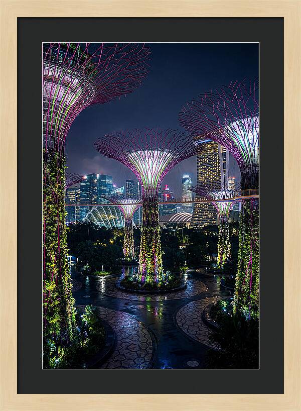 Singapore Gardens Supertrees At Night