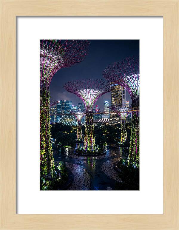Singapore Gardens Supertrees At Night