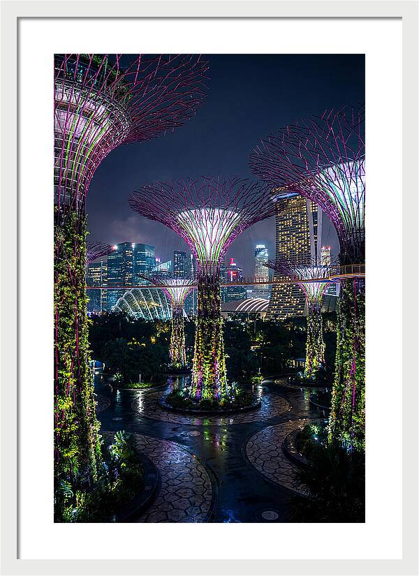 Singapore Gardens Supertrees At Night