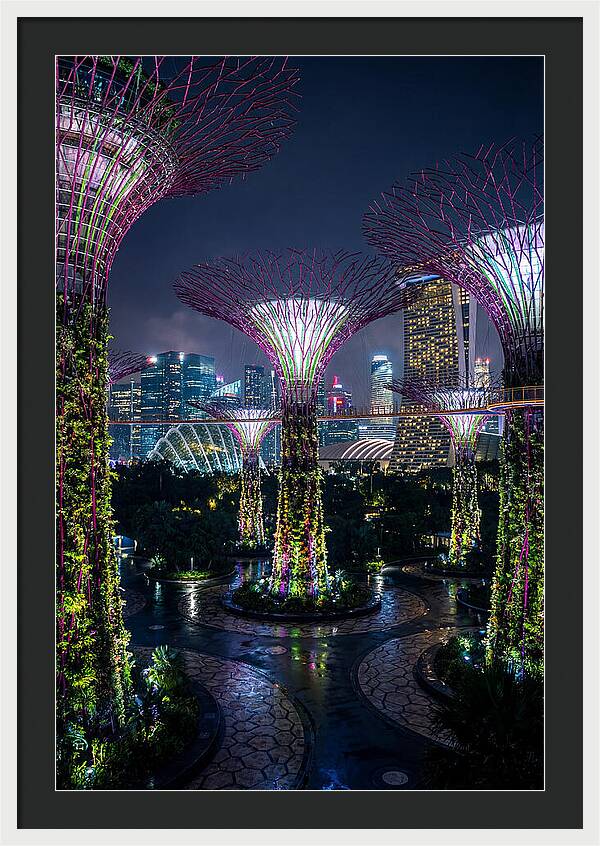 Singapore Gardens Supertrees At Night