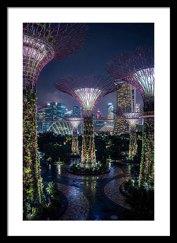 Singapore Gardens Supertrees At Night