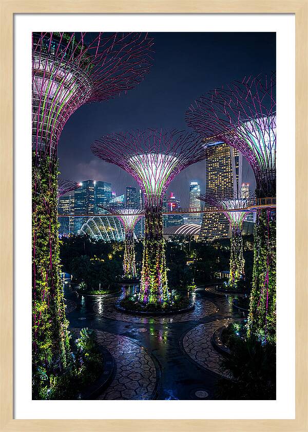Singapore Gardens Supertrees At Night
